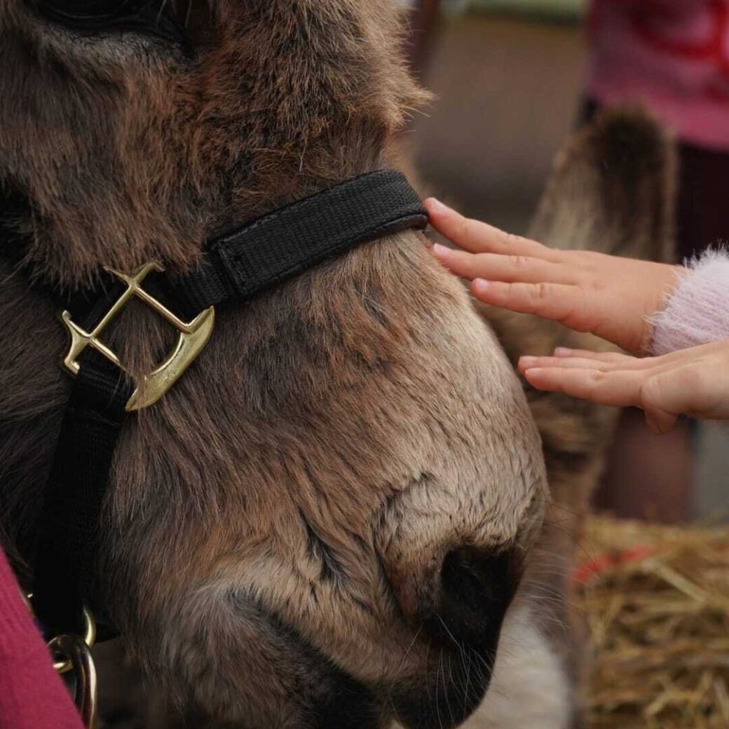 Donkey
